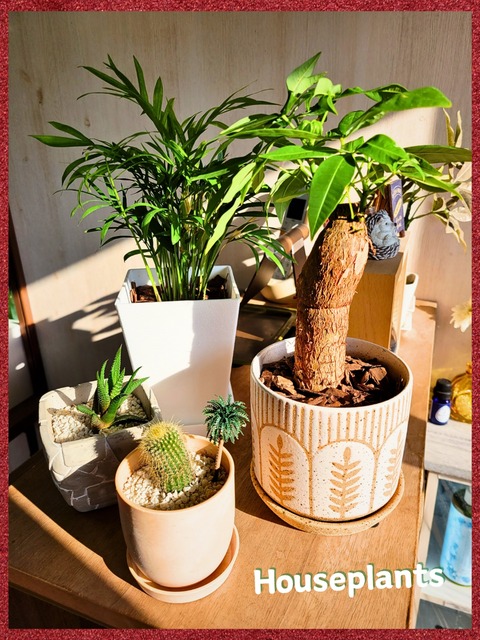 InShot_20250131_101308073