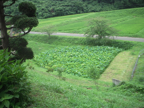 庭