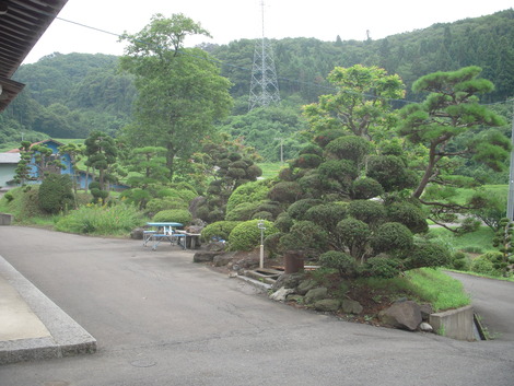 庭