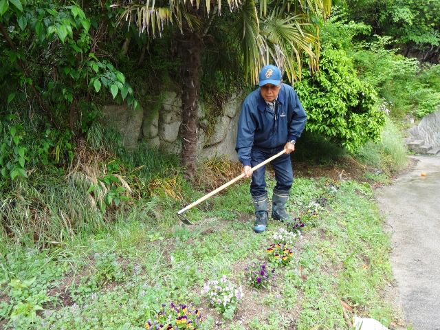草取りは鍬 鎌どちらが良い すてきな島暮らし