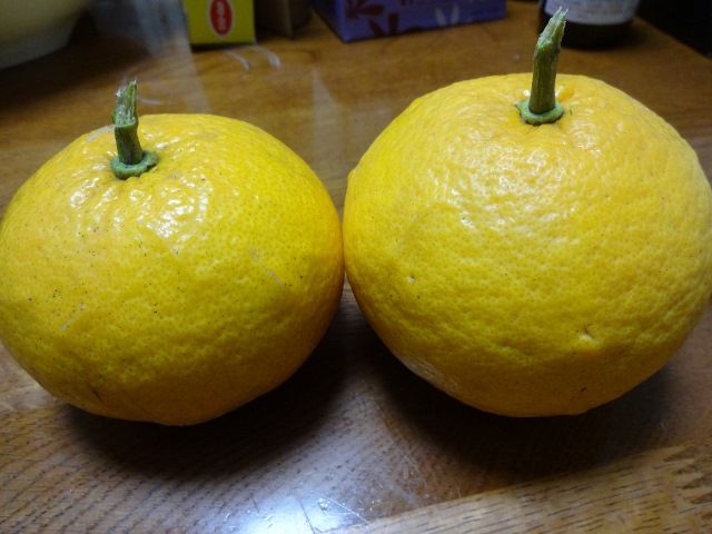 甘夏と八朔の違い分かりますか すてきな島暮らし