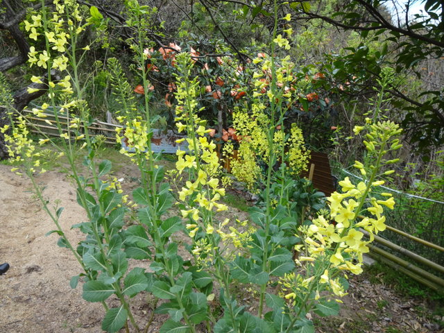ケールと小松菜の花 すてきな島暮らし