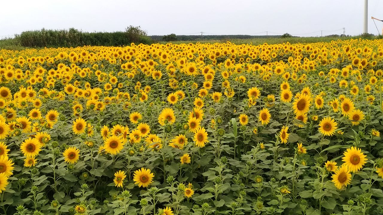 青森県つがる市 ひまわり畑 Gtkの軌跡