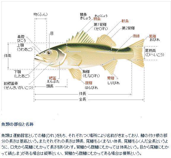 魚の部分名称 北見拓友会