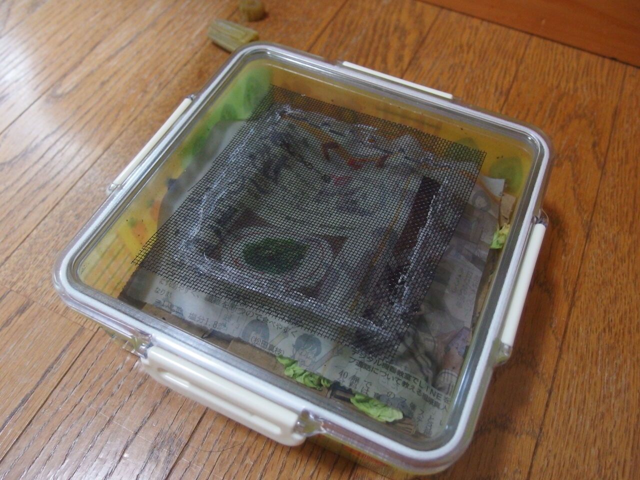 シマミミズ補充 北見探訪