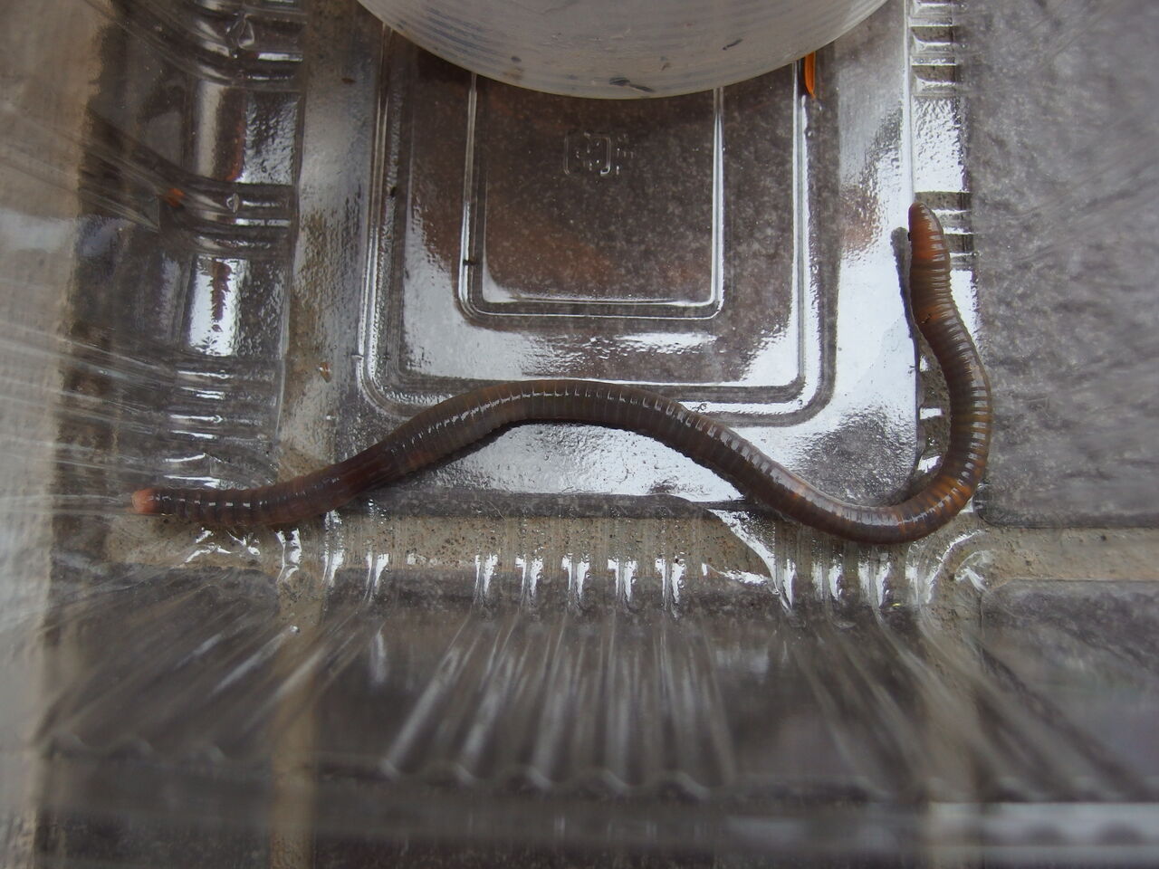 ミミズ図鑑とノラクラミミズ 北見探訪