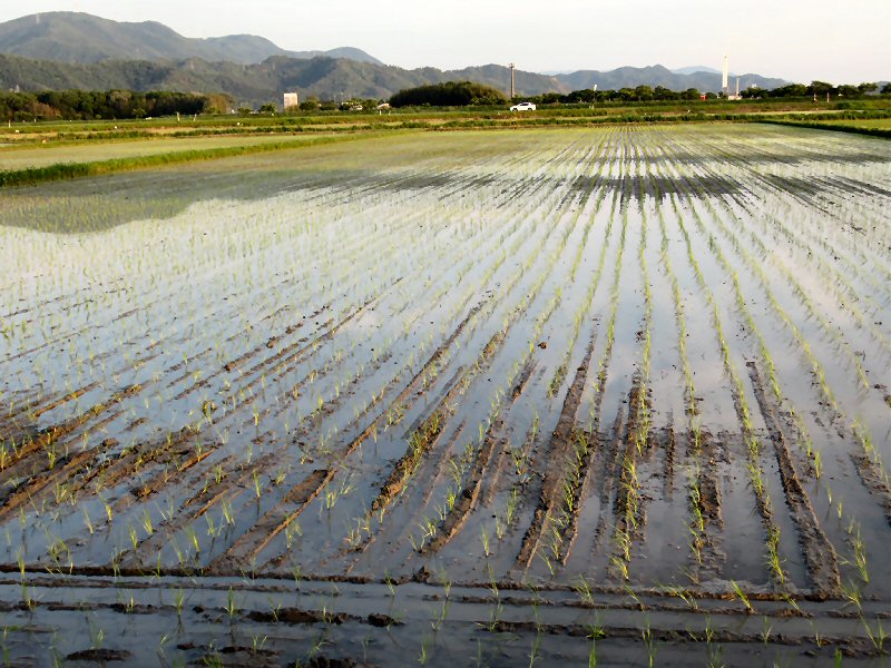 北村きよたかの活動記録:田植二日目
