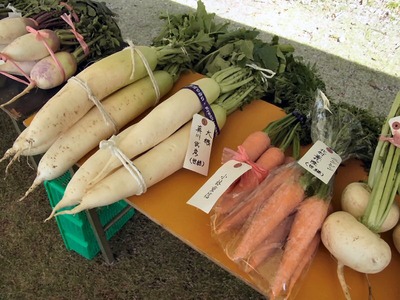 根菜
