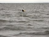 漂流物