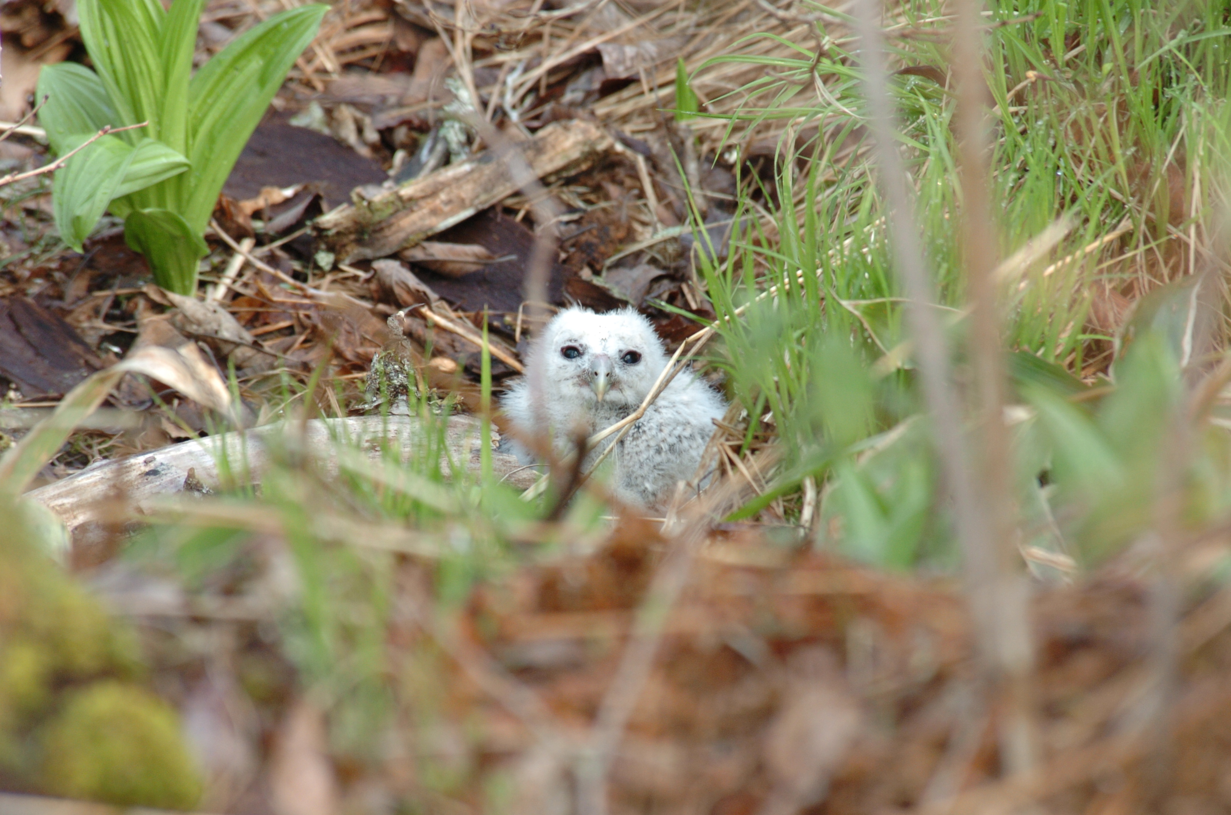 エゾフクロウのヒナ 北の大地は今