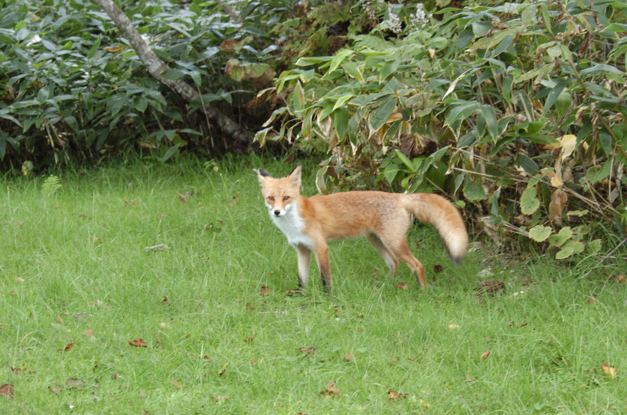 コギツネ 北の大地は今