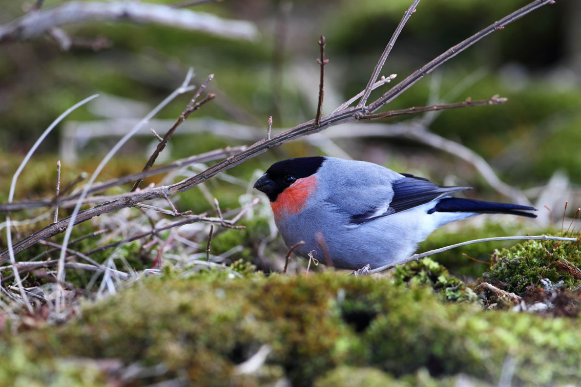 道東の鳥24 ウソ 北の歳時記 道東の鳥24 ウソ 北の歳時記