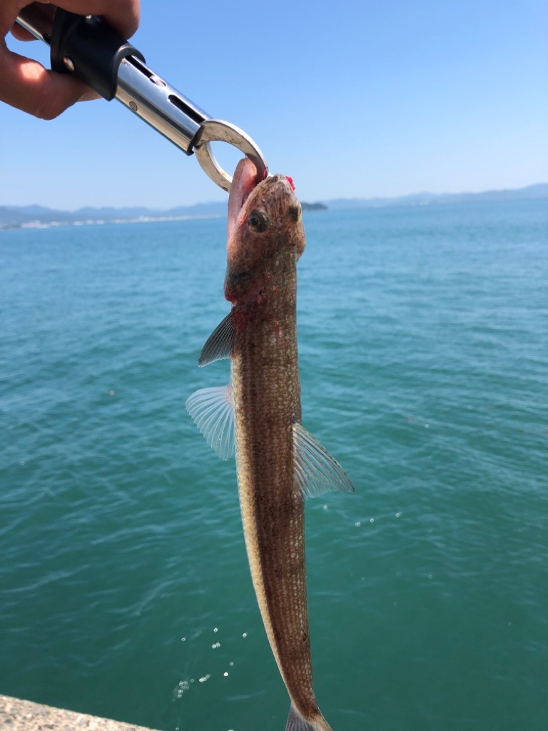 新門司方面でクロダイhit 21年 7月下旬 黒鯛 北九州市 門司区 キタq Fishing Diary