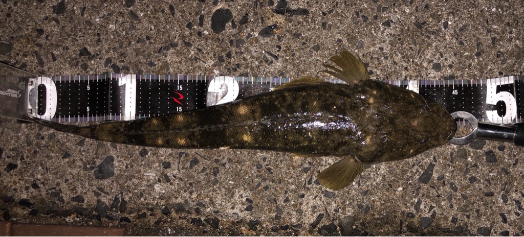 日明でフラットフィッシュget 21年 10月 中旬 マゴチ 日明海釣り公園 キタq Fishing Diary