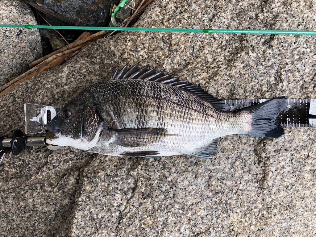 クロダイ爆釣 Hit連発 21年 8月下旬 黒鯛 場所 北九州市門司区 キタq Fishing Diary