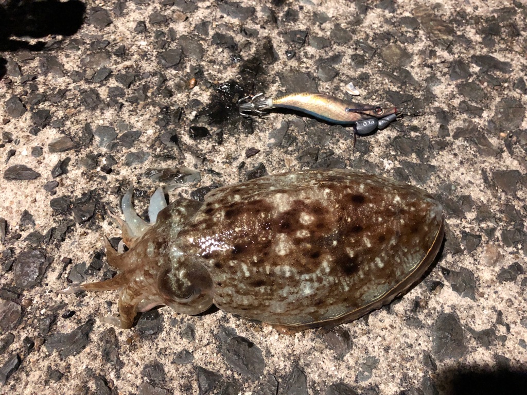 21年 3月中旬 コウイカ釣果 西海岸 キタq Fishing Diary