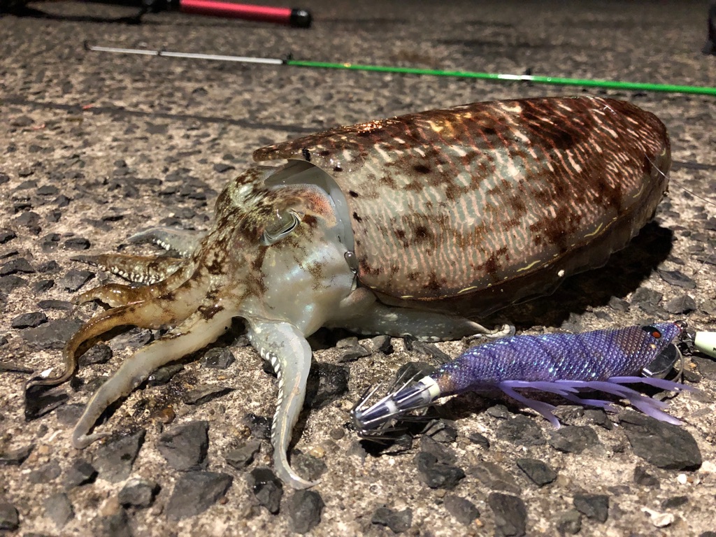 21年 3月下旬 コウイカ釣果 門司港 西海岸 キタq Fishing Diary 21年 3月下旬 コウイカ釣果 門司港 西海岸 キタq Fishing Diary