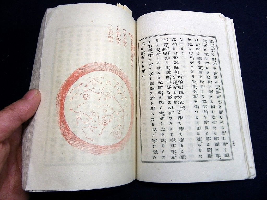 イメージ 6