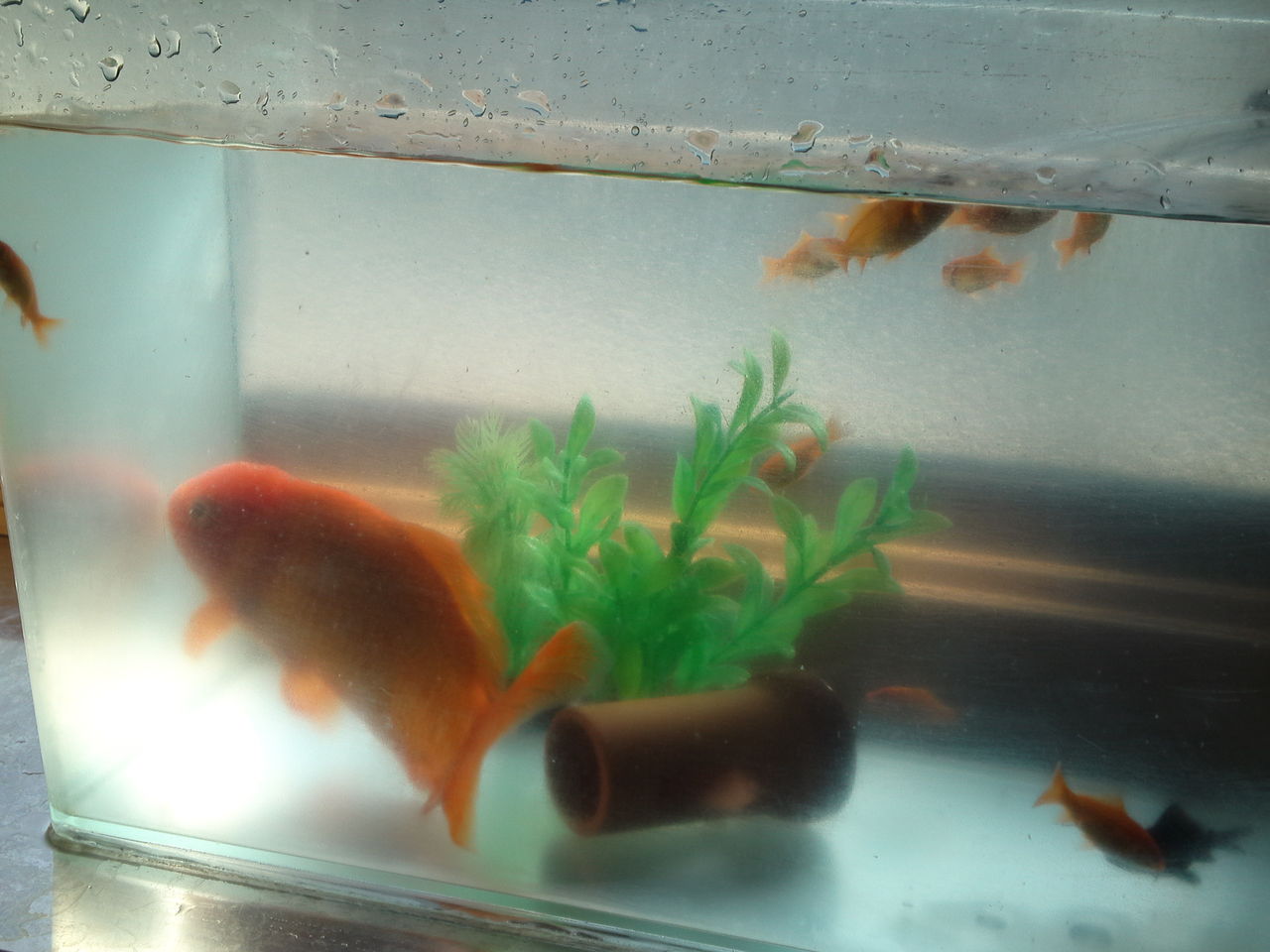 金魚密度の高さを解消 Kitasann S Home Blog 金魚密度の高さを解消 Kitasann S Home Blog