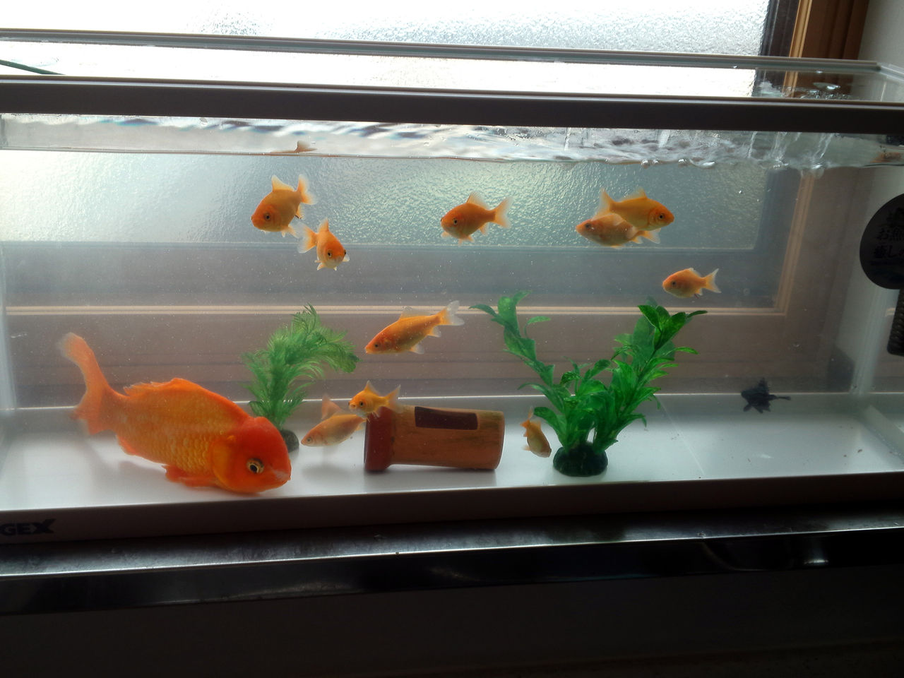 金魚密度の高さを解消 Kitasann S Home Blog 金魚密度の高さを解消 Kitasann S Home Blog
