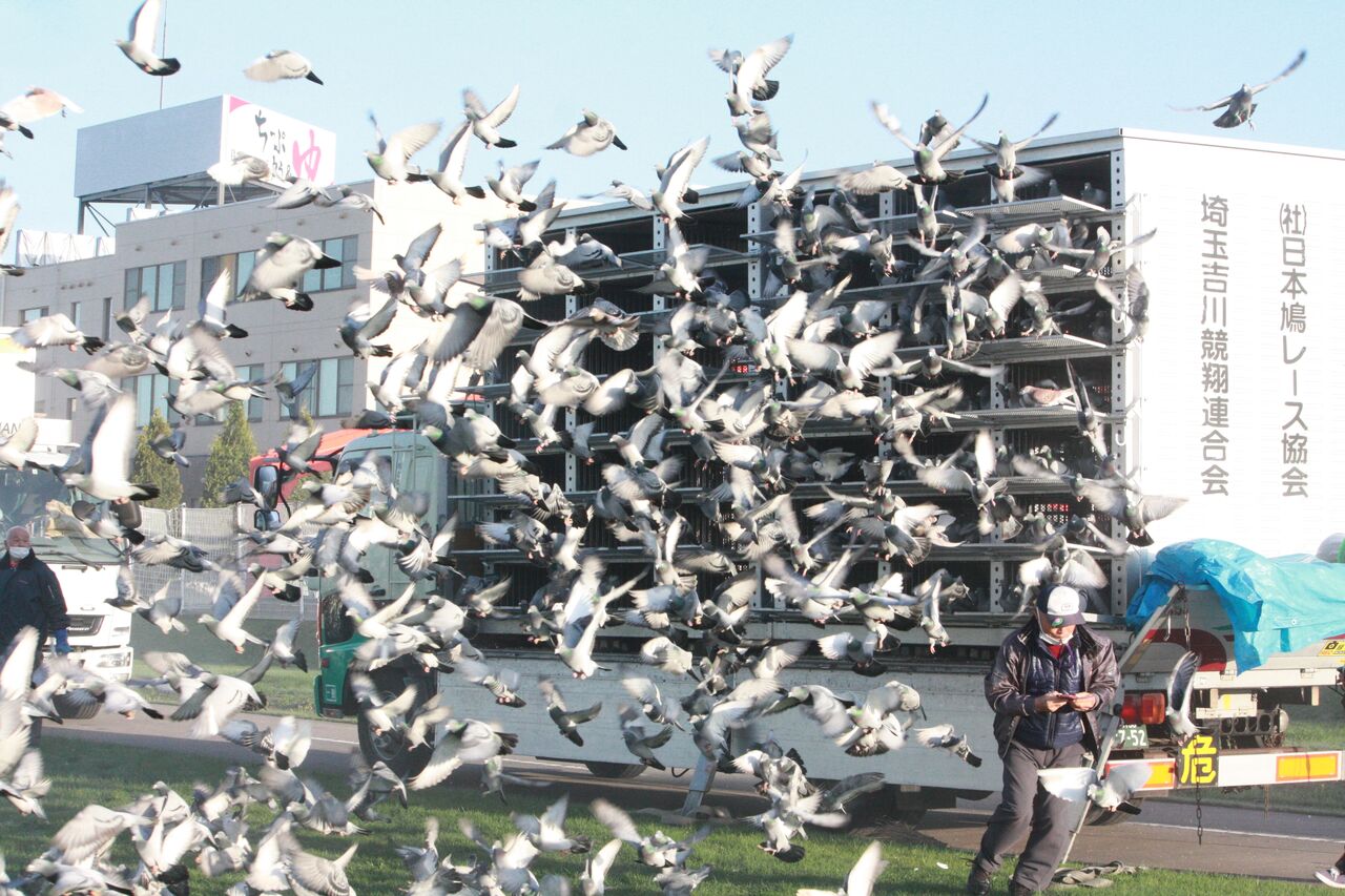 ３０５１羽のハト 鳩舎目指し 秩父別から元気に出発 鳩レース ジャパンカップ 北空知新聞 Web News