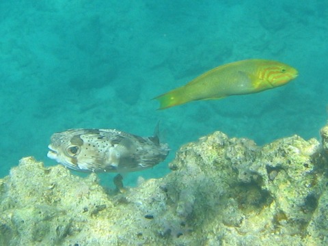 fugu