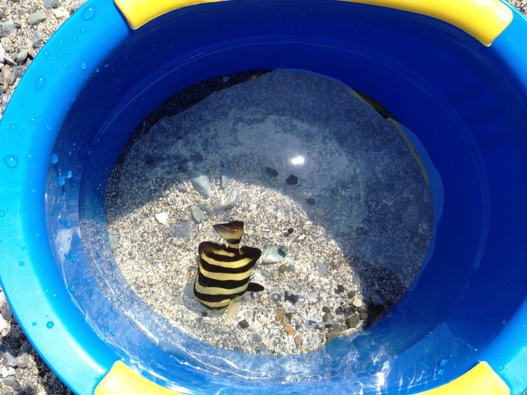 若狭湾 世久見海水浴場 山ときどき海