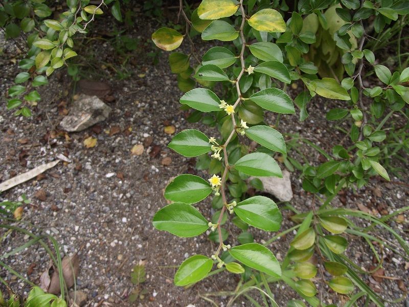 高知県高知市牧野植物園 津野町天狗の森 北浦自然観察会