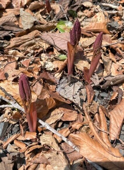 2025年十種ヶ峰ヤマシャクヤク情報 : 北浦自然観察会