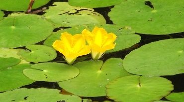 高知県高知市牧野植物園 津野町天狗の森 北浦自然観察会