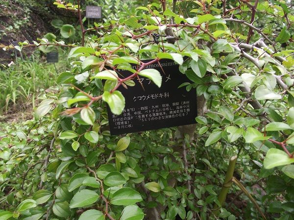 高知県高知市牧野植物園 津野町天狗の森 北浦自然観察会