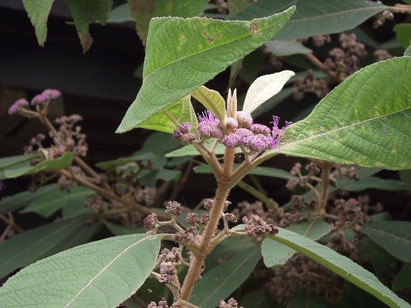 高知県高知市牧野植物園 津野町天狗の森 北浦自然観察会