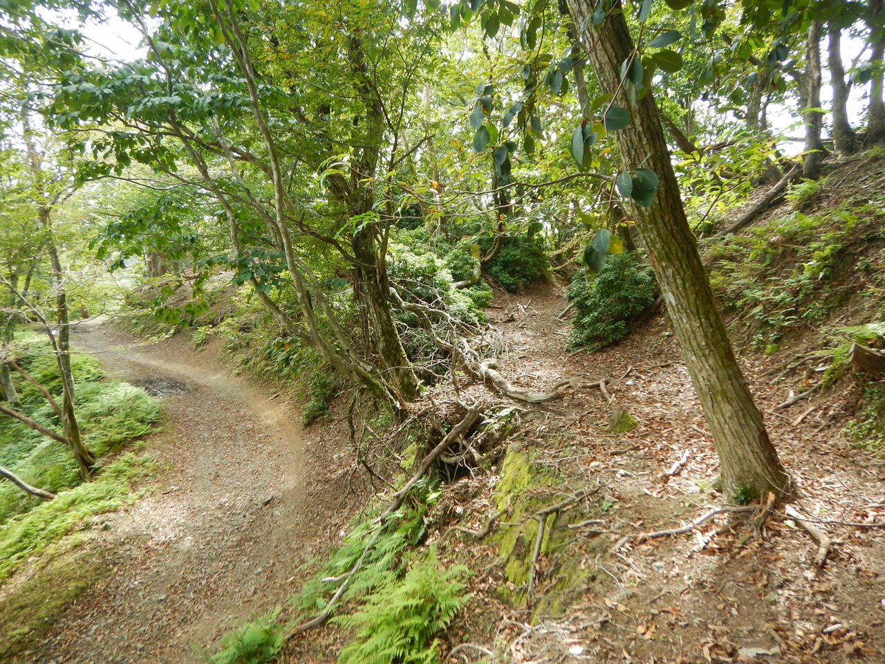 9月22日 陸地谷 大見尾根 京都北山 尾根道 谷道 迷い道