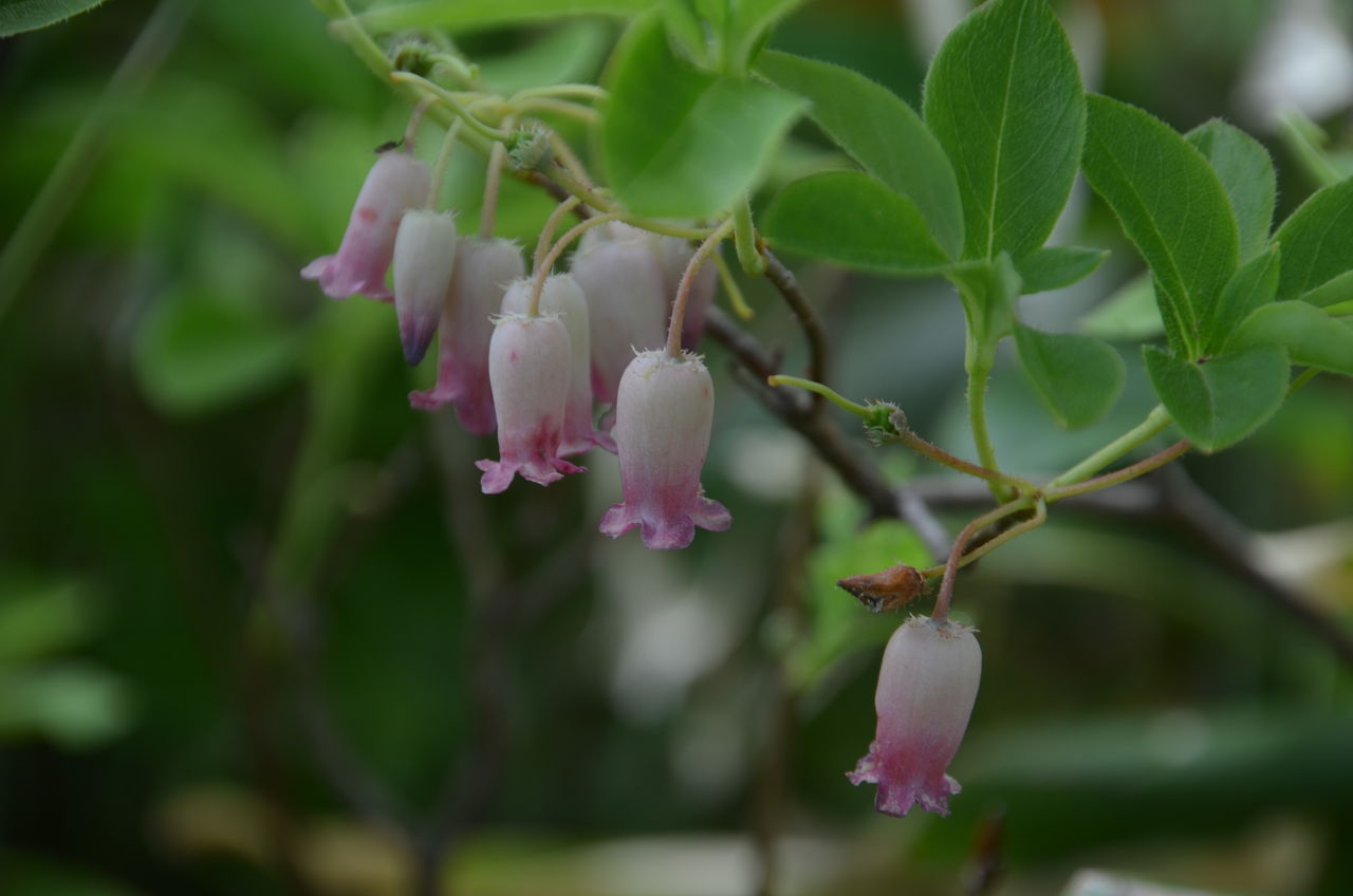 八方尾根研究路のウラジロヨウラク 菖風亭さんのアヤメ 長野県安曇野市在住 Kitazawaのブログ