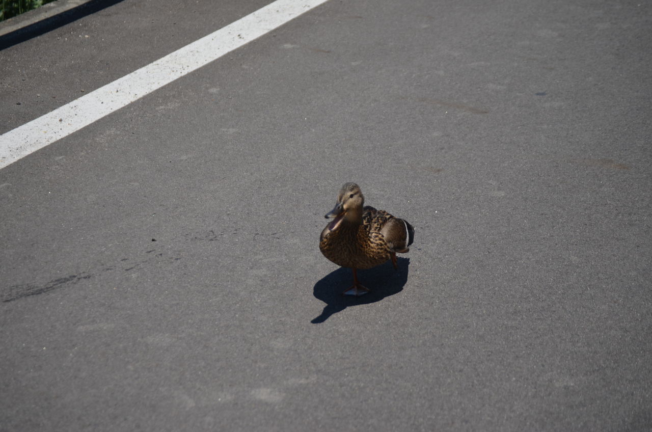 カルガモ親子が威嚇 信州安曇野ハーフマラソン女子ランナー5km通過 長野県安曇野市在住 Kitazawaのブログ