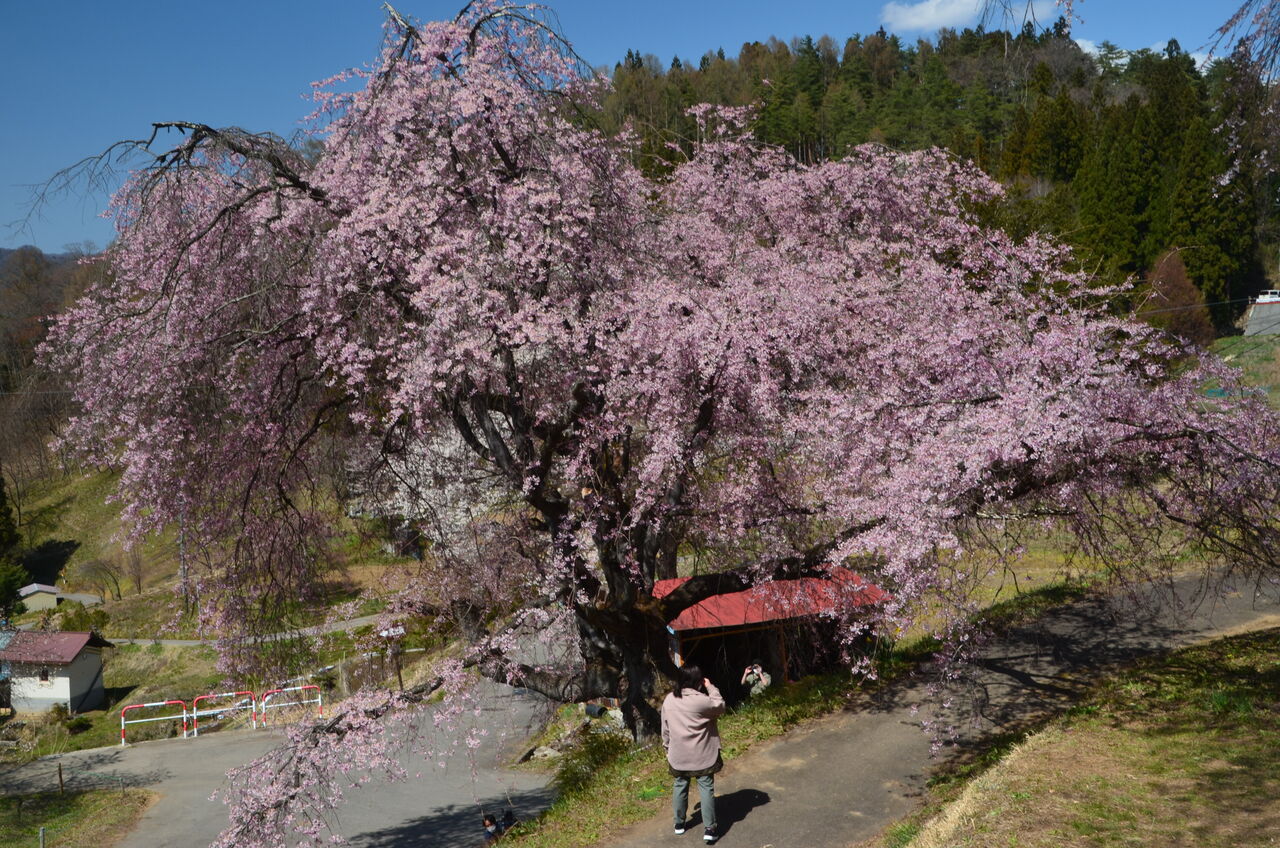 番所の桜はベニシダレザクラ歴史 立屋の桜 小川村の天然記念物 鹿島槍ヶ岳 雪形代掻き馬 長野県安曇野市在住 Kitazawaのブログ