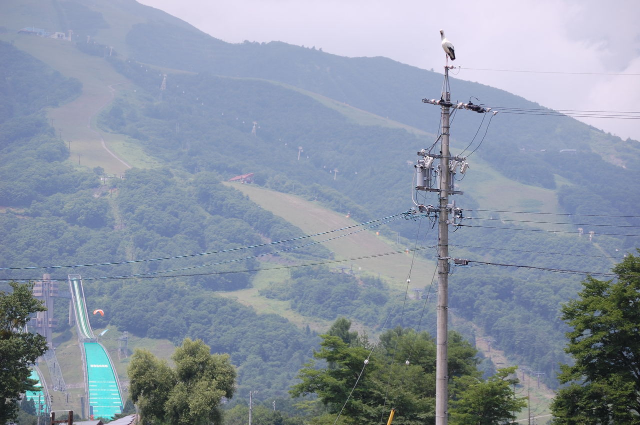 コウノトリの個体番号 十月桜 長野県安曇野市在住 Kitazawaのブログ