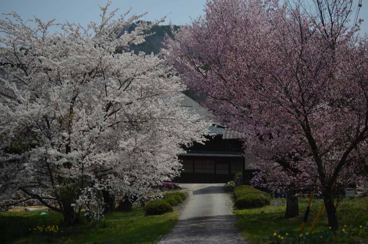 大町市松崎の桜 大町霊園の桜 十月桜 高根町エドヒガン しゃくなげ開花 長野県安曇野市在住 Kitazawaのブログ
