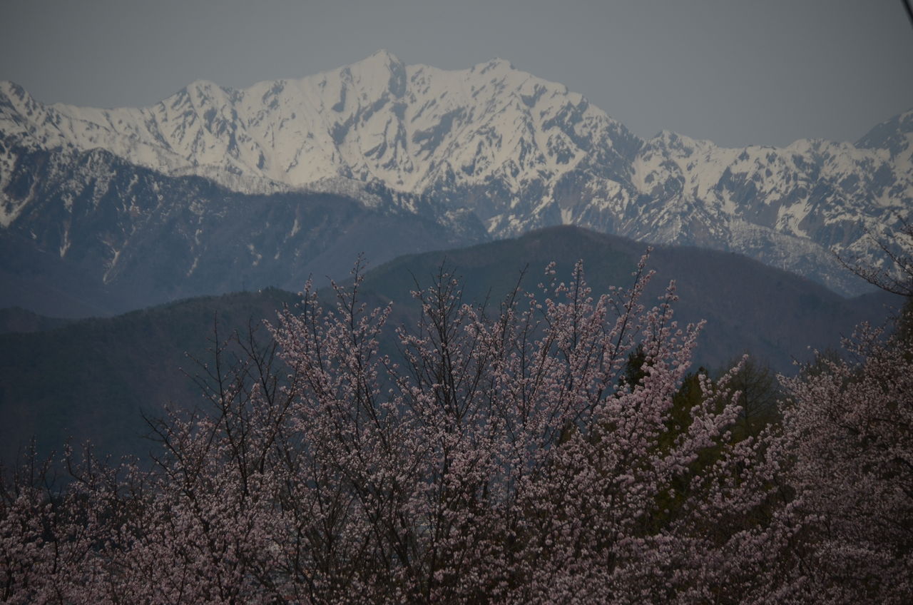 大町市松崎の桜 大町霊園の桜 十月桜 高根町エドヒガン しゃくなげ開花 長野県安曇野市在住 Kitazawaのブログ