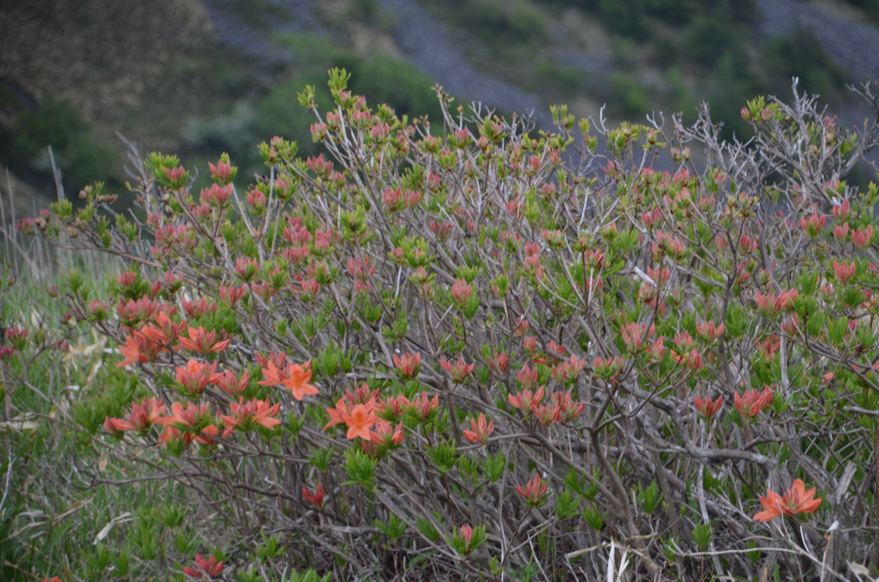 美ヶ原高原のレンゲツツジ開花 鷹狩山のアヤメとツツジ 長野県安曇野市在住 Kitazawaのブログ