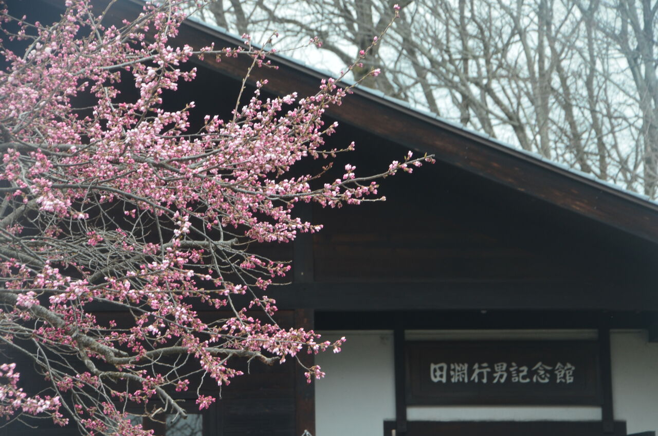 田淵行男記念館百楽桜開花、兎川寺さんの枝垂れ桜開花。 : 長野