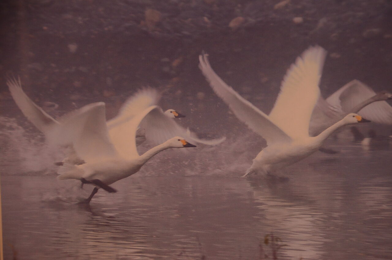 白鳥と子供の白鳥の絵画 白鳥と子供の白鳥の絵画 - メルカリ