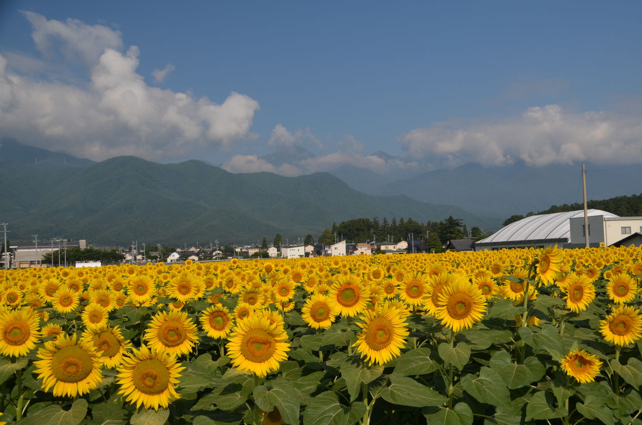 安曇野市（南部）（豊科・三郷・堀金） ２００６０１/ゼンリン（単行本） 安曇野市（南部）（豊科・三郷・堀金） 200601/ゼンリン