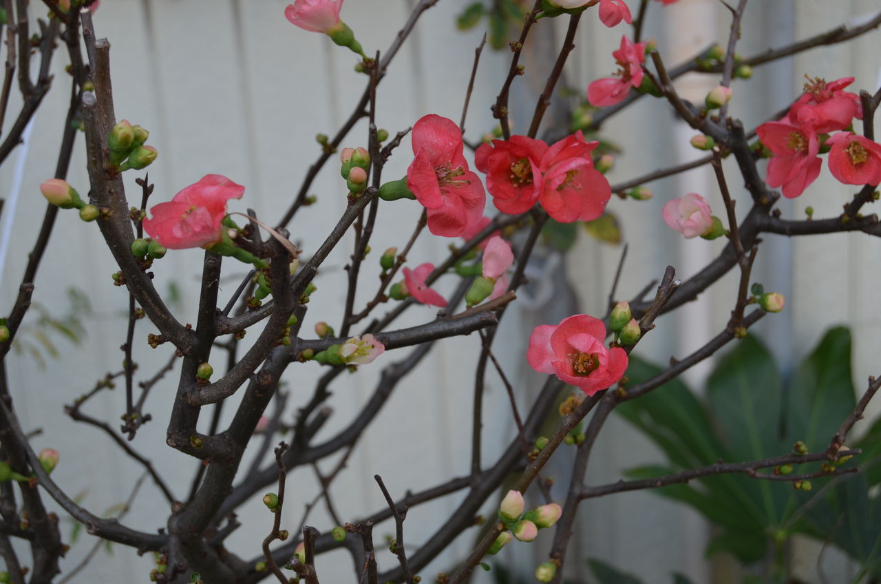 貴乃花部屋移転 八坂大滝 長野県安曇野市在住 Kitazawaのブログ