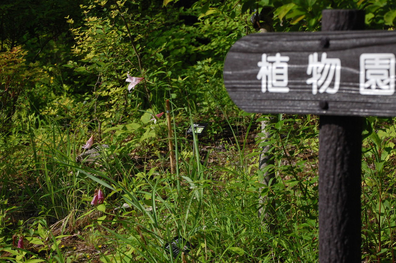 ササユリが満開中 なでしこジャパン決定 相道寺菖蒲園 長野県安曇野市在住 Kitazawaのブログ