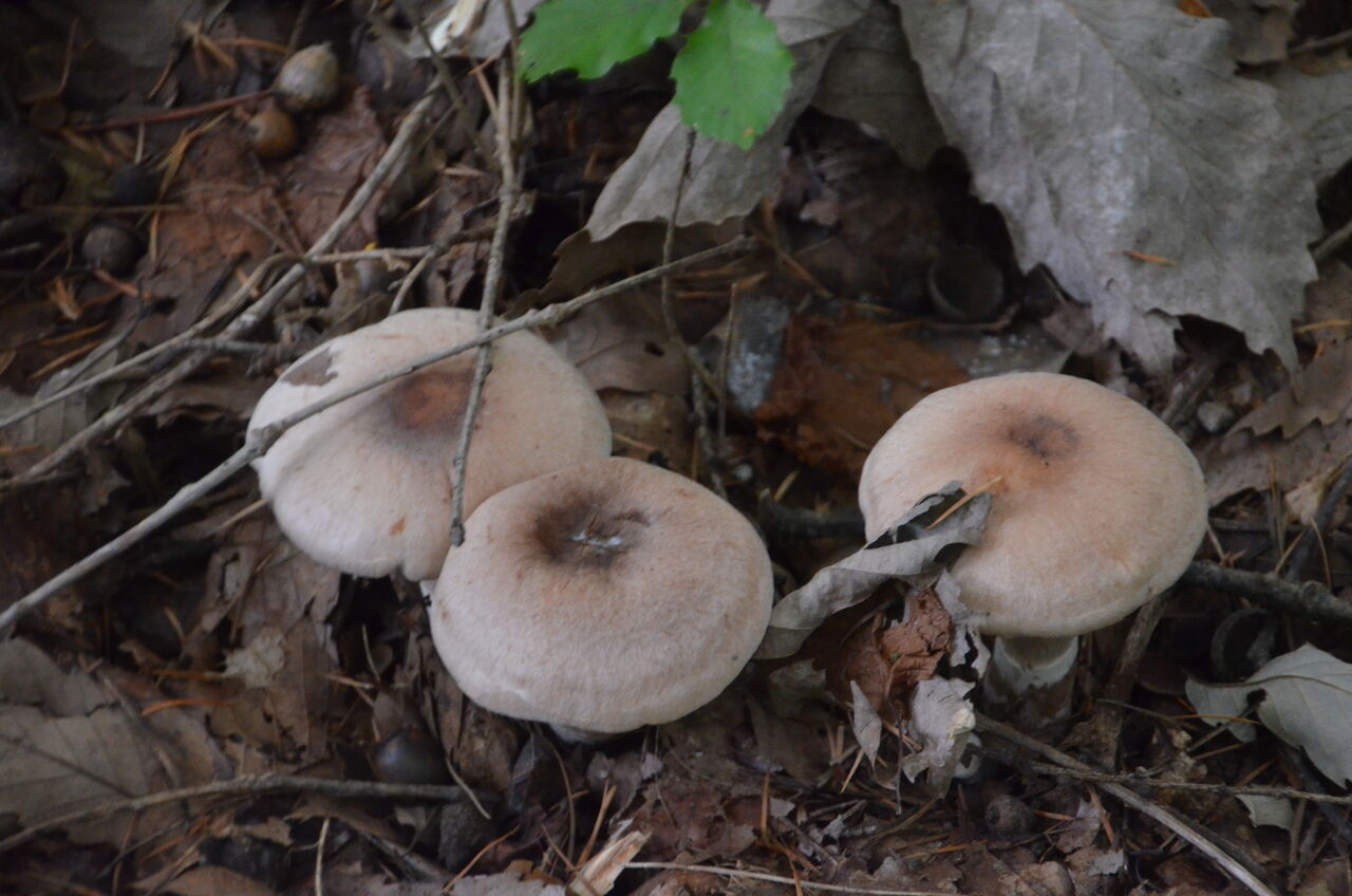 今期のクリタケきのこ 長野県安曇野市在住 Kitazawaのブログ