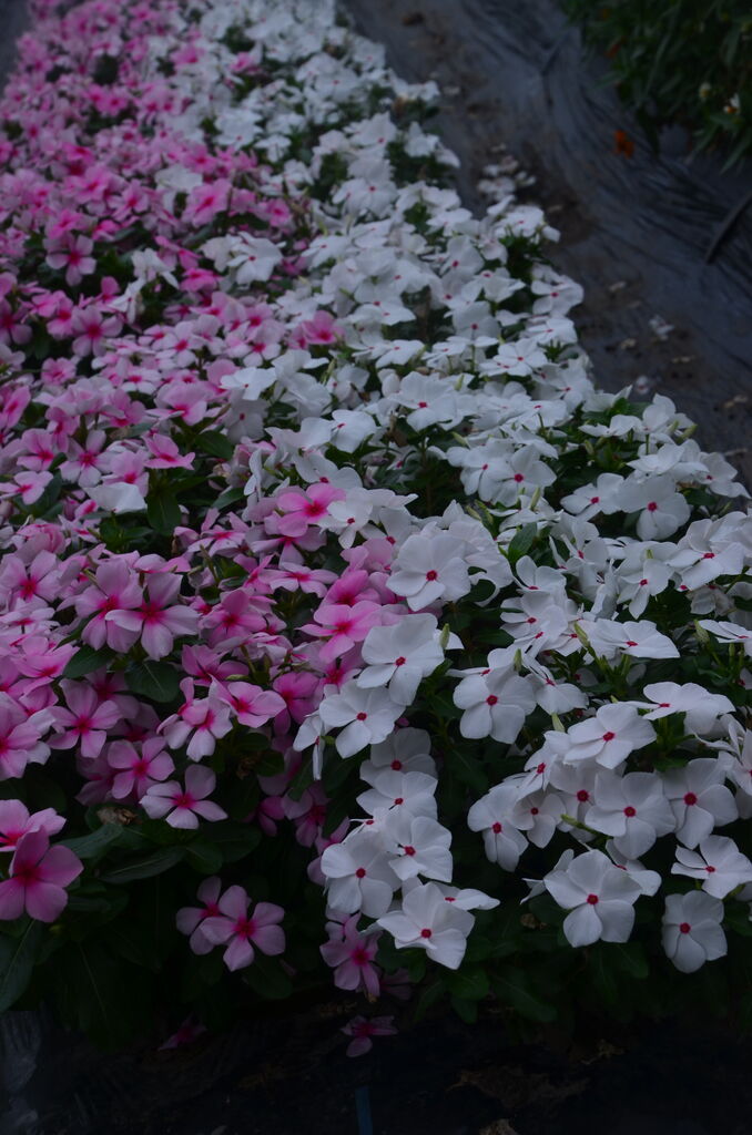 花壇に花が 外来種アレチウリ駆除 長野県安曇野市在住 Kitazawaのブログ 花壇に花が 外来種アレチウリ駆除 長野県安曇野市在住 Kitazawaのブログ