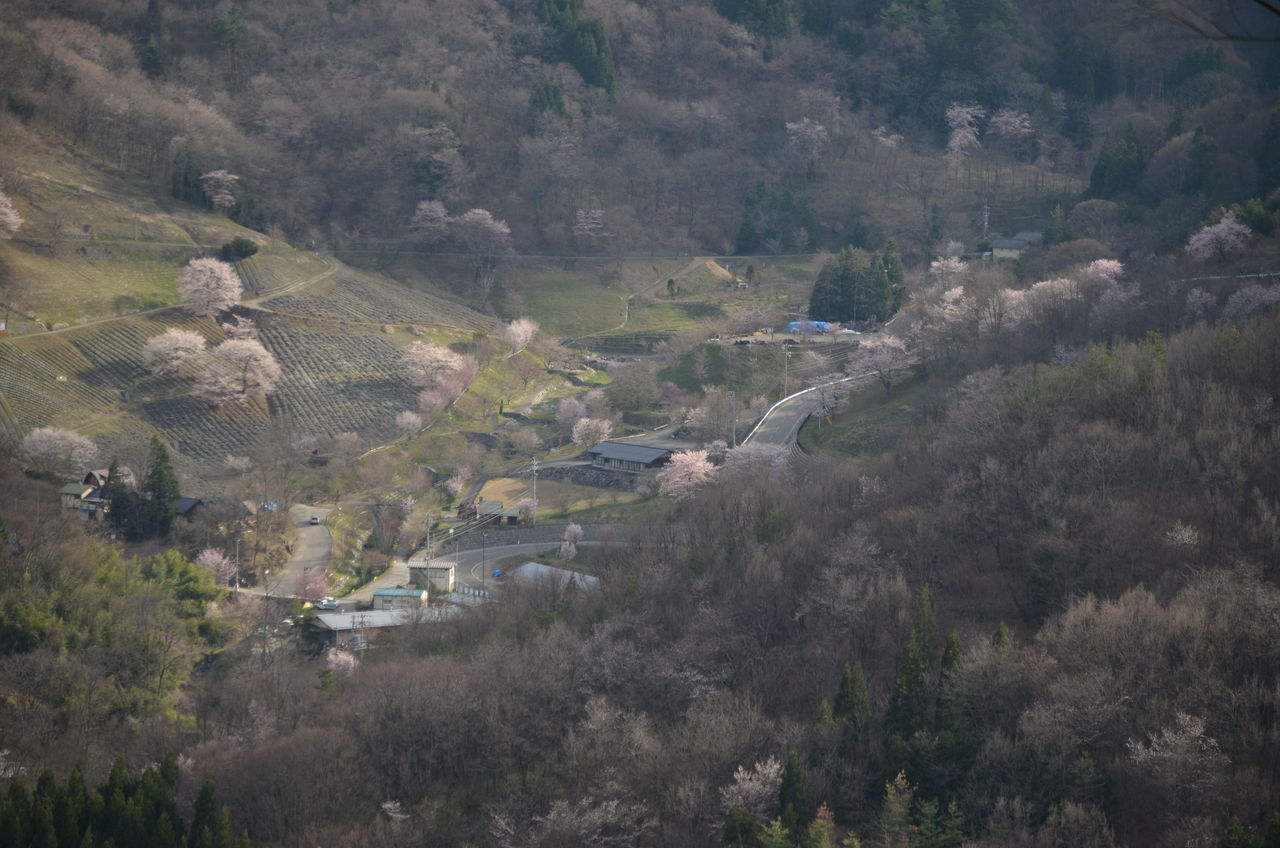 東の陸郷桜 六道の堤 長野県安曇野市在住 Kitazawaのブログ 東の陸郷桜 六道の堤 長野県安曇野市在住 Kitazawaのブログ