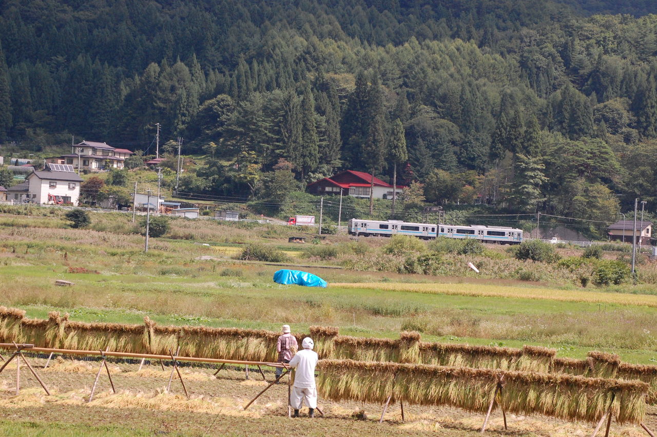 パラグライダーの着地地点 稲のはぜ掛け 岳の小栗旬さん 長野県安曇野市在住 Kitazawaのブログ
