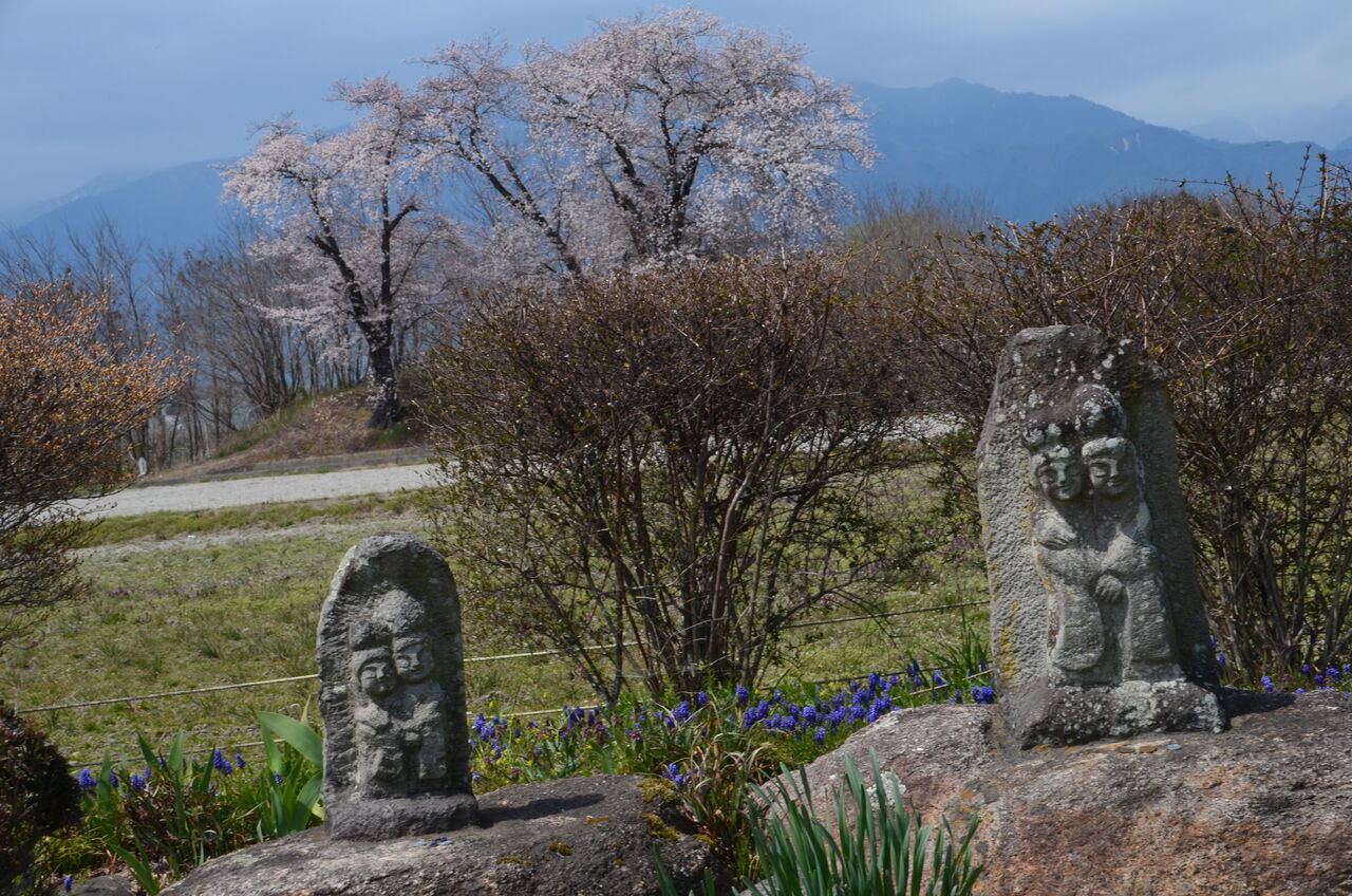 水色の時の道祖神 万水川の桜並木 穂高川の桜並木と菜の花 ハウスの稲苗箱 長野県安曇野市在住 Kitazawaのブログ